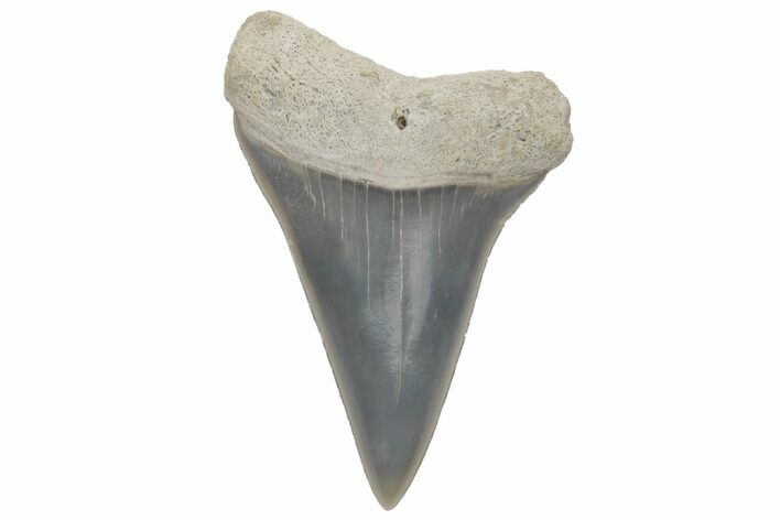 Fossil Mako Tooth - Lee Creek (Aurora), NC #220118